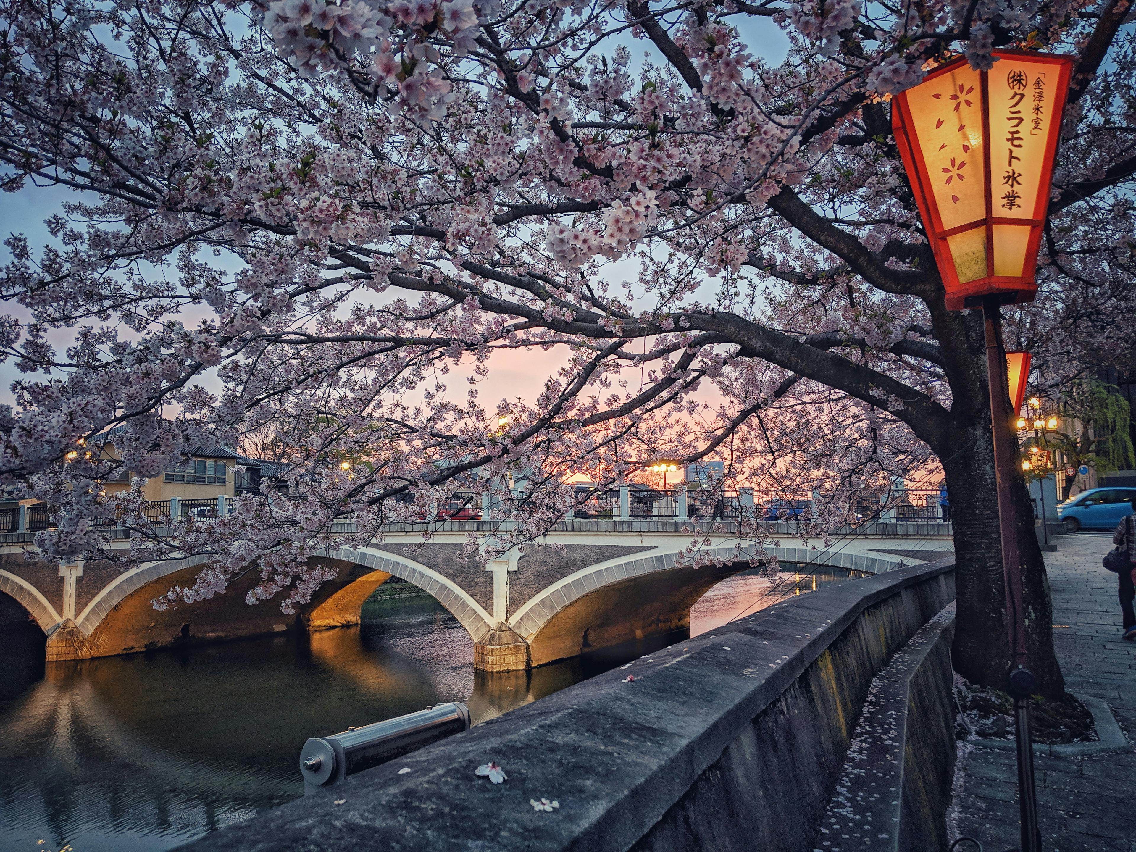 A flowering cherry blossom tree at dusk in Kanazawa, Japan