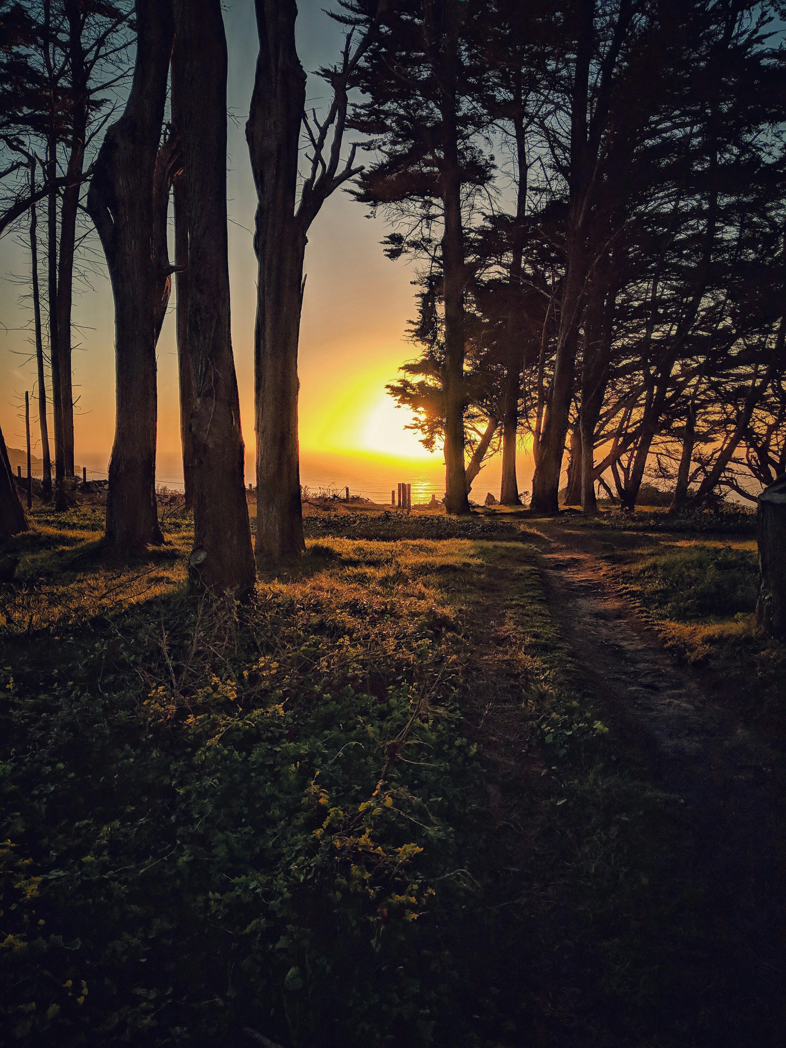 A sunset seen through Coastal Cypress trees in San Francisco, California