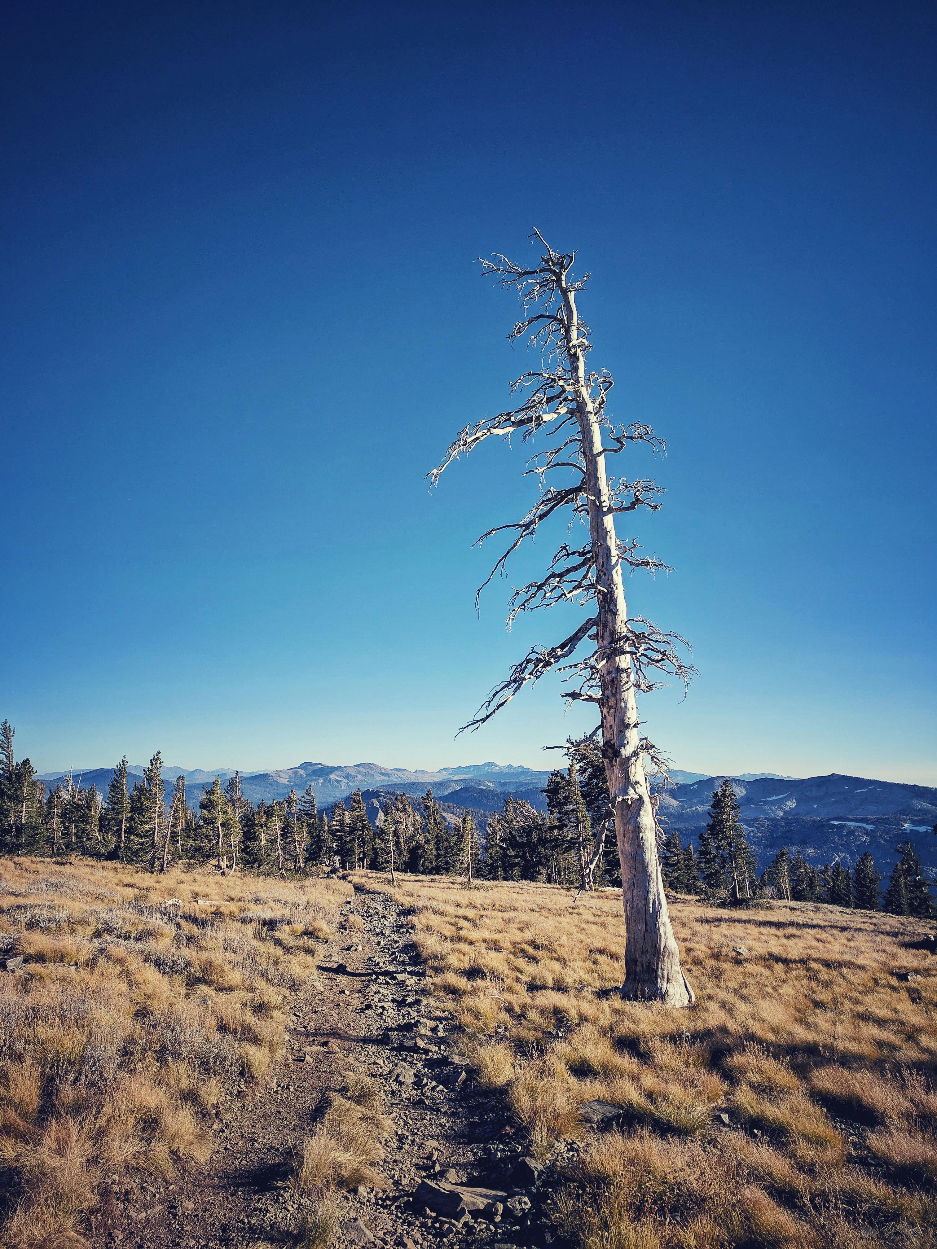 A bleached, dead pine tree along a trail in California