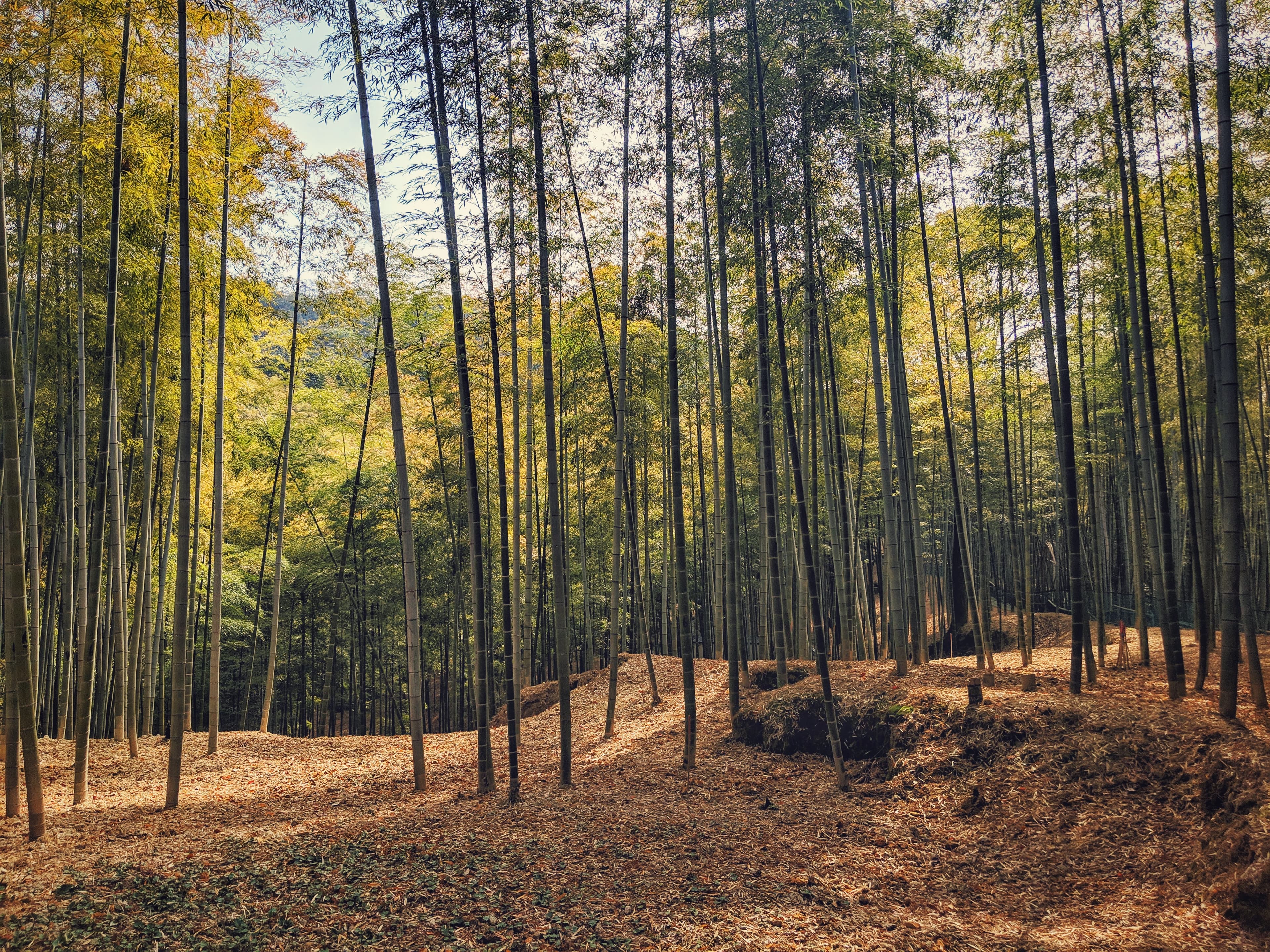 A bamboo forest in Kyoto, Japan