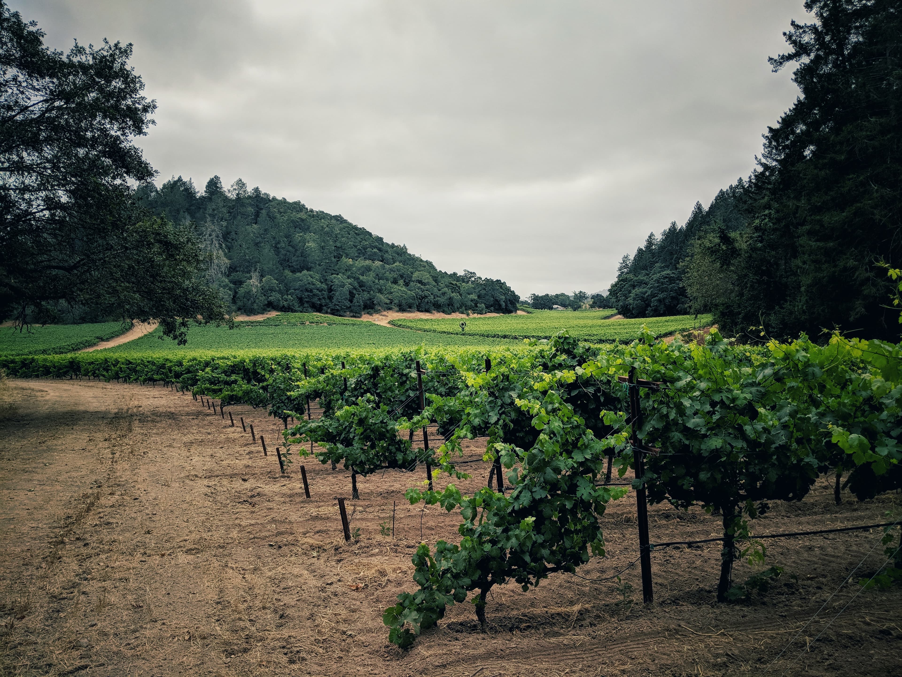 Green grape vines in Rutherford, California